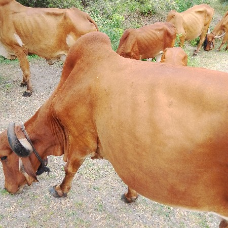 ગીર ગાય