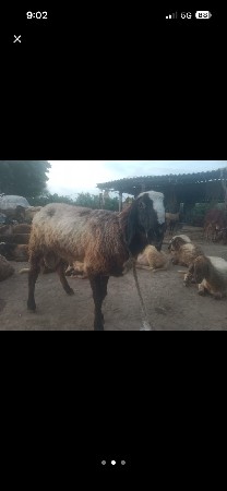 ૩. વર્ષ નો છે