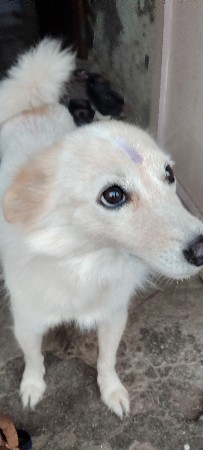 પામોલિયન મેલ
