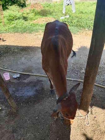 ગાય વેચવાની સે