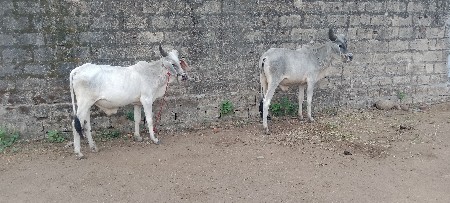 Junagarh Jila passion Taluka