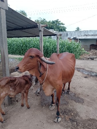 ગાય આપી દેવાની સે