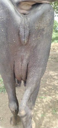 ભેસ વેસ વની શે