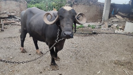 ભેંસ વેચવાની છે