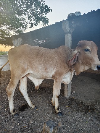 સ્વર્ણ કપિલો છે