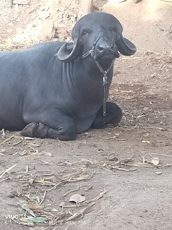 pado