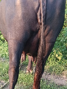 ભેંસ વેચવાની છે
