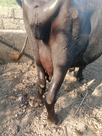 ત્રીજું વેતર
