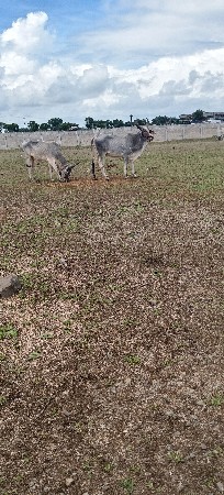 વાછડા વેચવાના