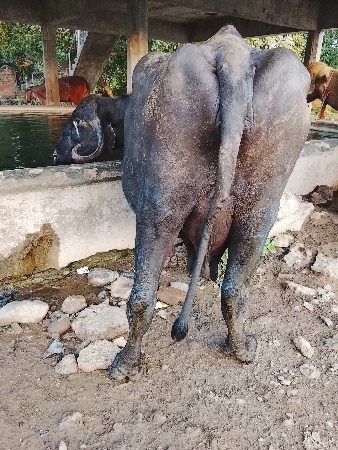ભેંસ વેચવા ની છે