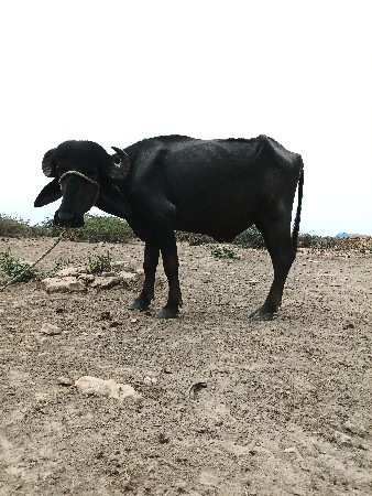 પાડો વેચવાનો છે