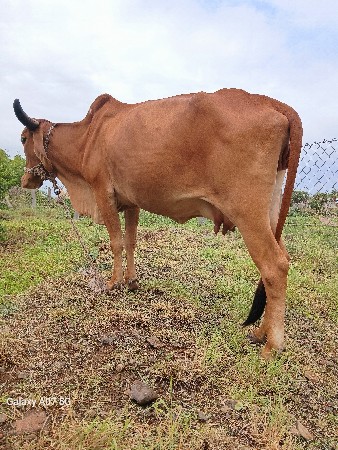 હોડકી વેચવાની