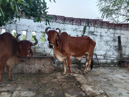 બળદ વેચવા ના છે 4 ધરના છે