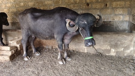 bhaya r.
