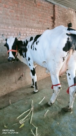 પેલું વેતર 2 દિવસ થયા વિયાલ