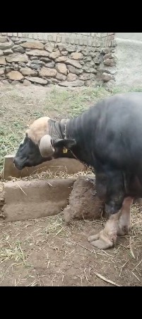 ભેંસ