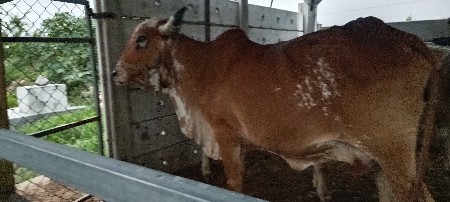 બે ગાયું વેચવાની છે