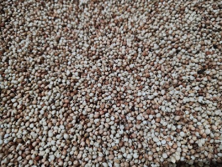 જુવાર નું બિયારણ વેચવાનું છે
