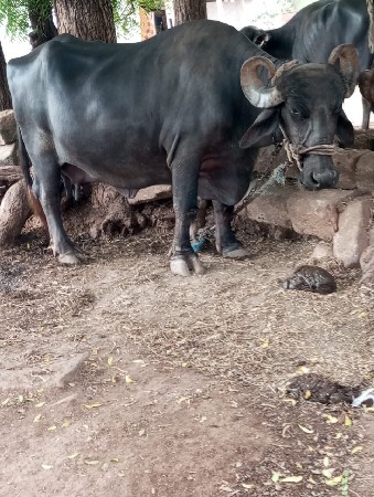મુકેશ પરમાર