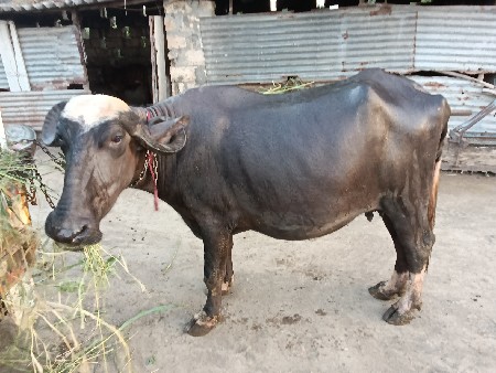 ભેંસ વેચવાની છે