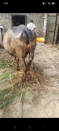 પેલુ વેતર ભેંસ 25 દિવસ ની કાશી