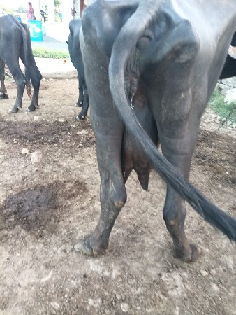 ભેસ વેચવાની સે