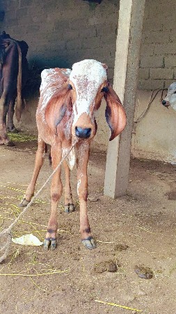 ગીર વાછરડી વેચવાની છે