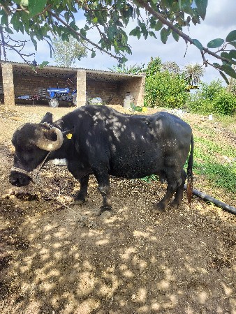 ભેંશ વેચવાની છે
