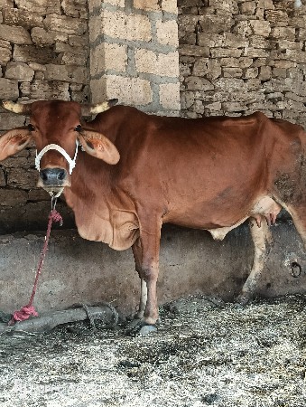 ક્રોસ ગાય વેચવાની છે