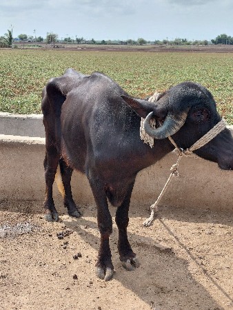 બે ખડેલી વેચવાની છે
