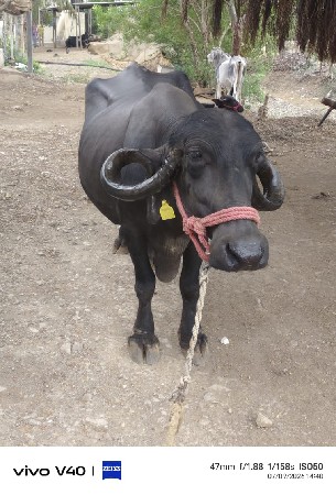 ભેંસ વેચવાની છે