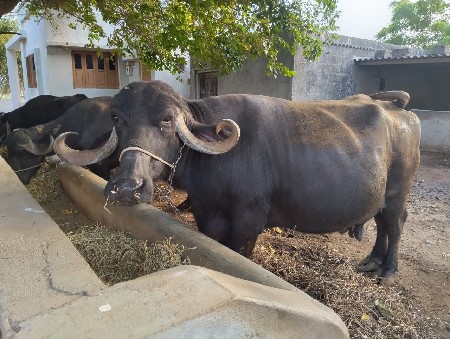 વેચવાની