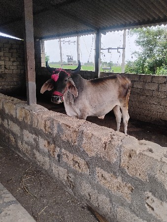 ગોધલો બળદ