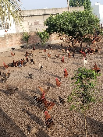 સોનાલી મરઘા