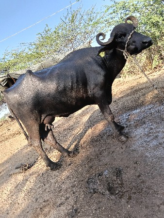 વેચવાની છે