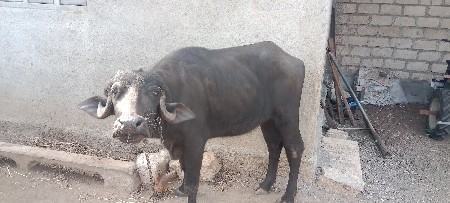 ખડેડી વેચવાની છે