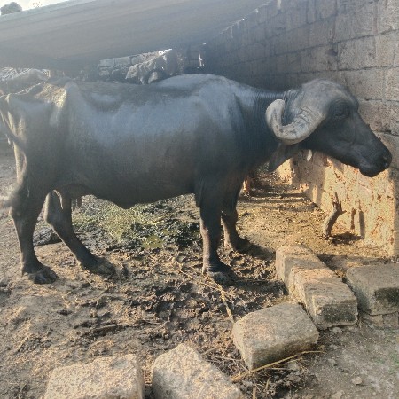 જાફરાબાદી કરેલી વેચવાની છે