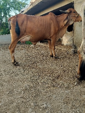 ગાય દેવાનિછે