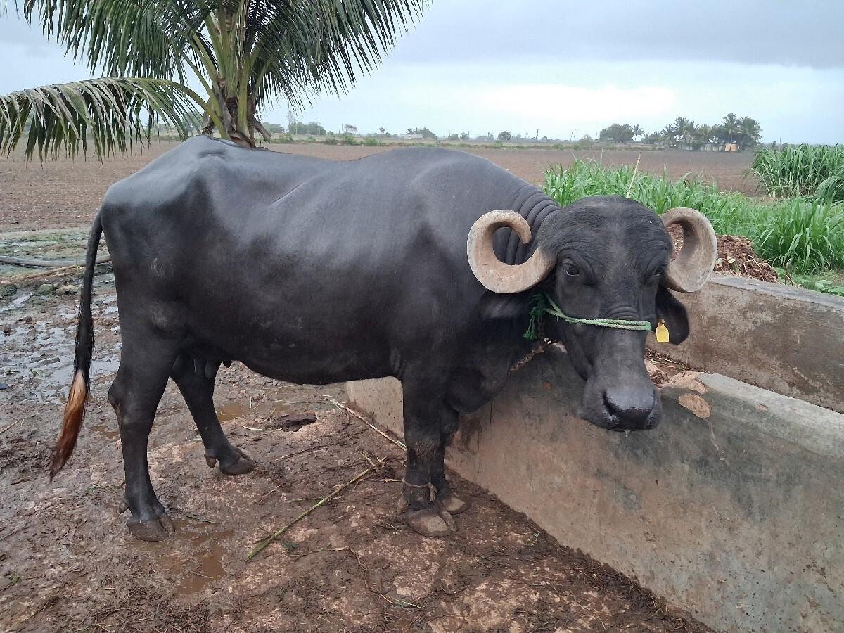ભેસ  વેચવાની સે