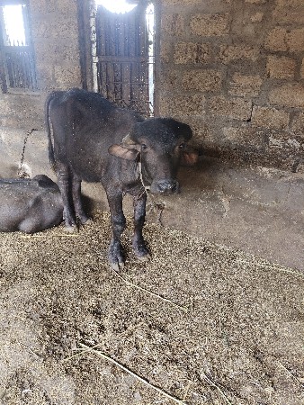 ગીત તાલાળા