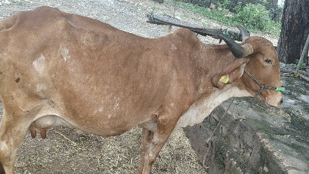 કપિલા