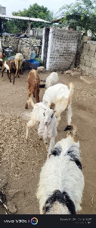 ઘેટા બકરા વેચવાના છે