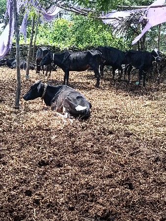 15 hf હોડકા વેચવાના છે.