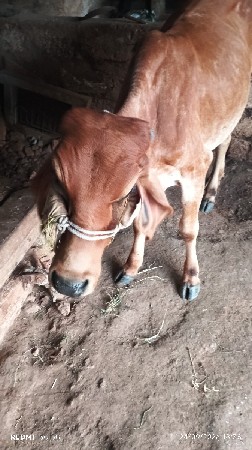 વેચવાની