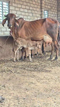 બીજા વેતર ની ગાય વેચવા ની છે