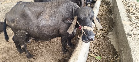 ભેંસ વેચવાની છે