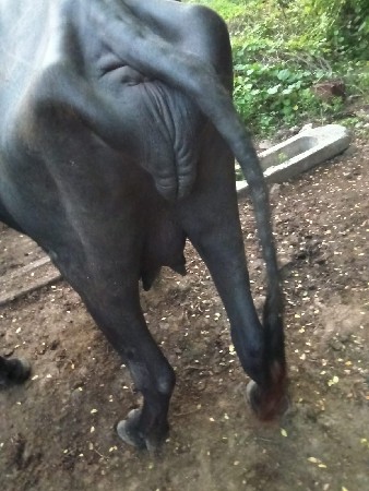 ભેસ વેચવાની છે
