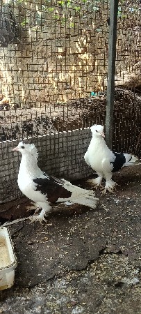 કબૂતર વેચવાના છે