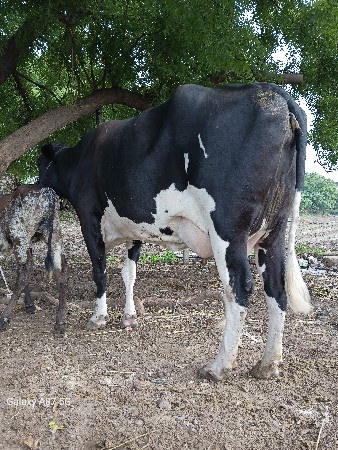 જર્સી ગાય વેચવાની