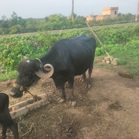 ભેંસ વેચવાની છે